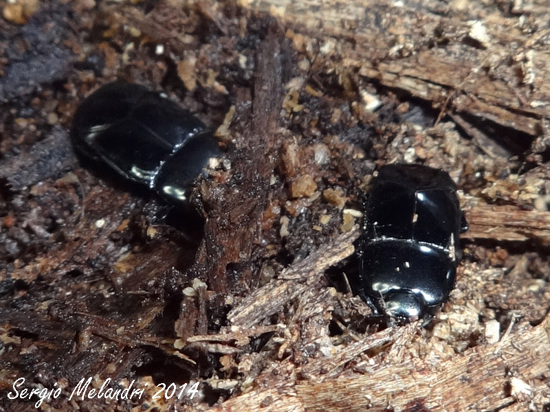 Histeridae: Hololepta plana